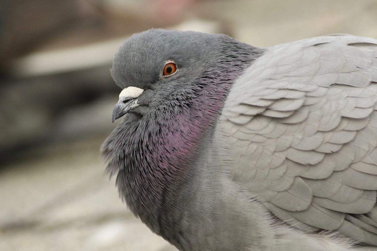 Pigeon biset (forme domestique) - ML82865251