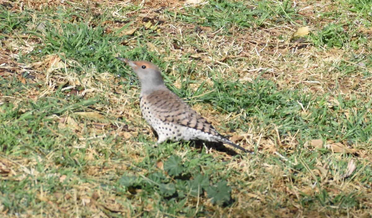 Northern Flicker (Red-shafted) - ML82865341