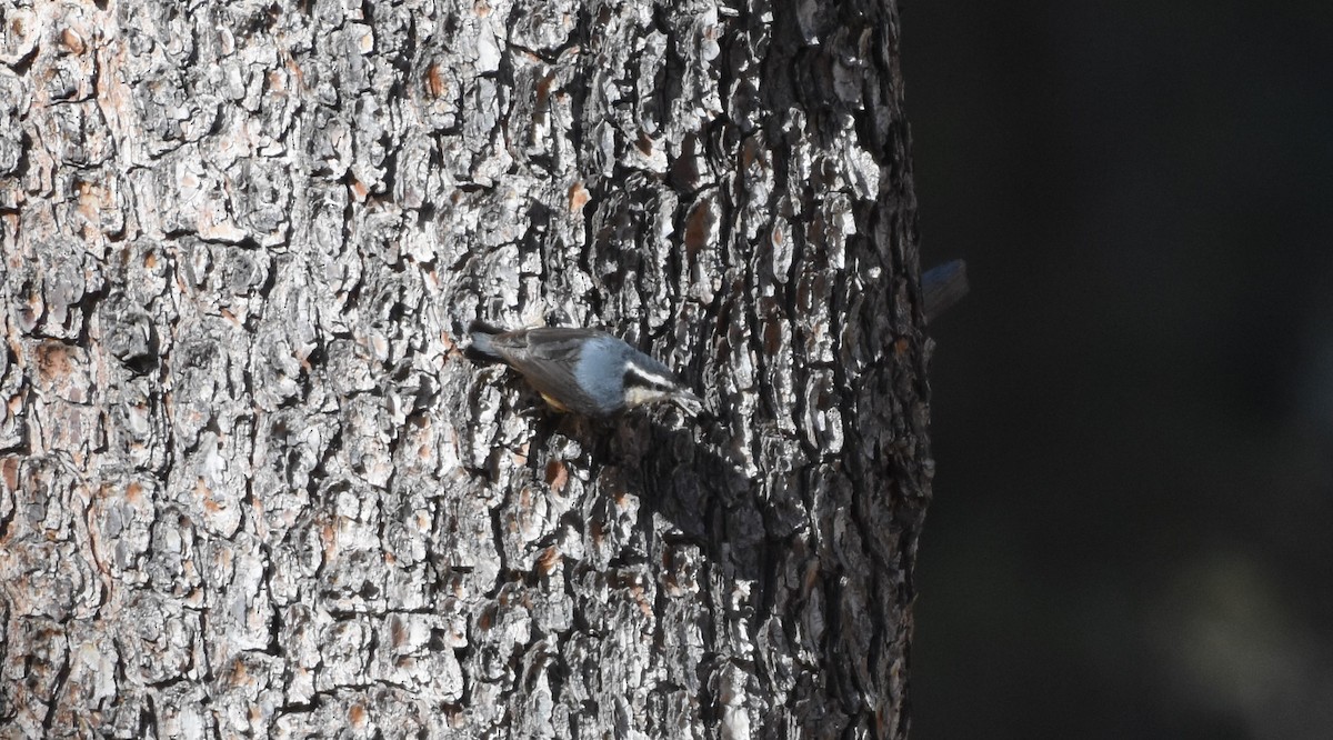 Red-breasted Nuthatch - ML82865591
