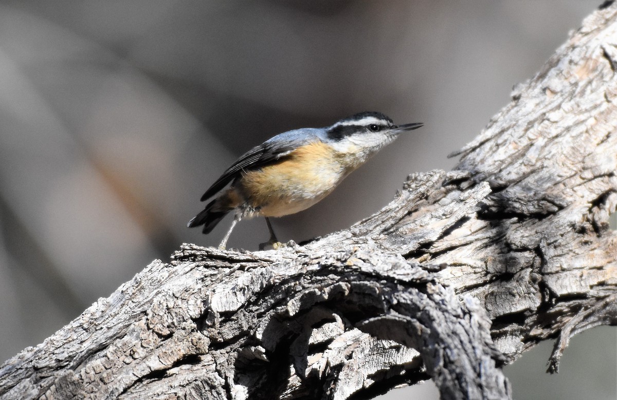 Red-breasted Nuthatch - ML82865631