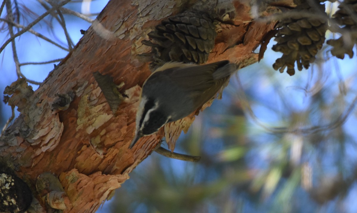 Red-breasted Nuthatch - ML82865841