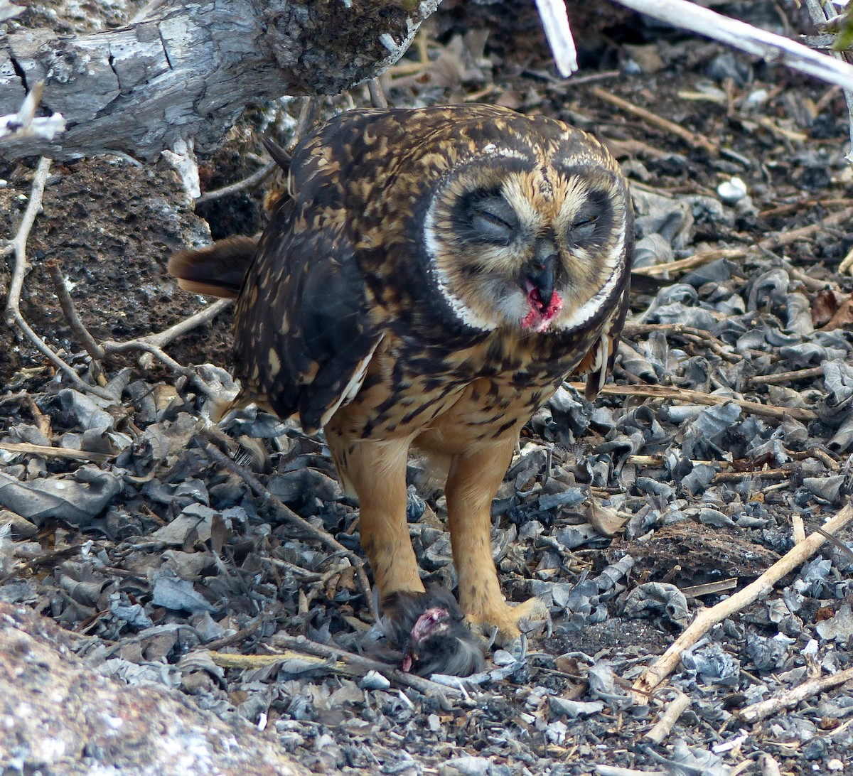 Short-eared Owl (Galapagos) - ML82866041