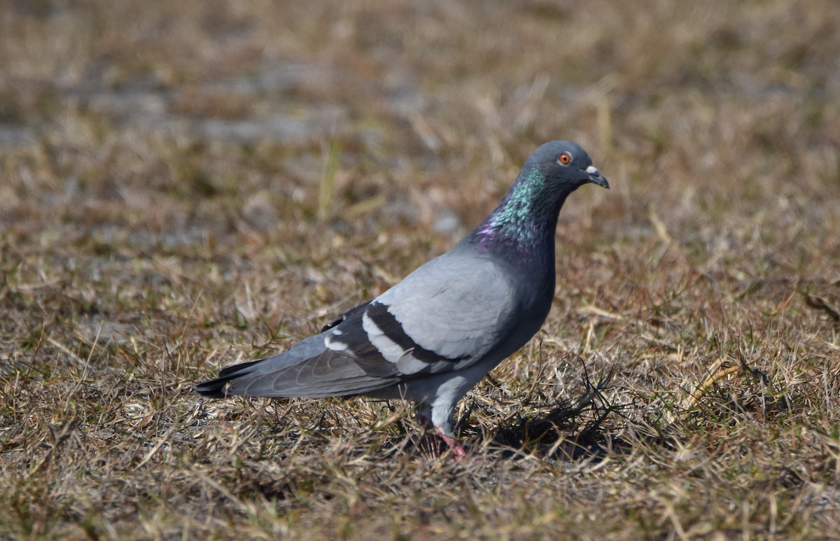 Rock Pigeon (Feral Pigeon) - ML82866191