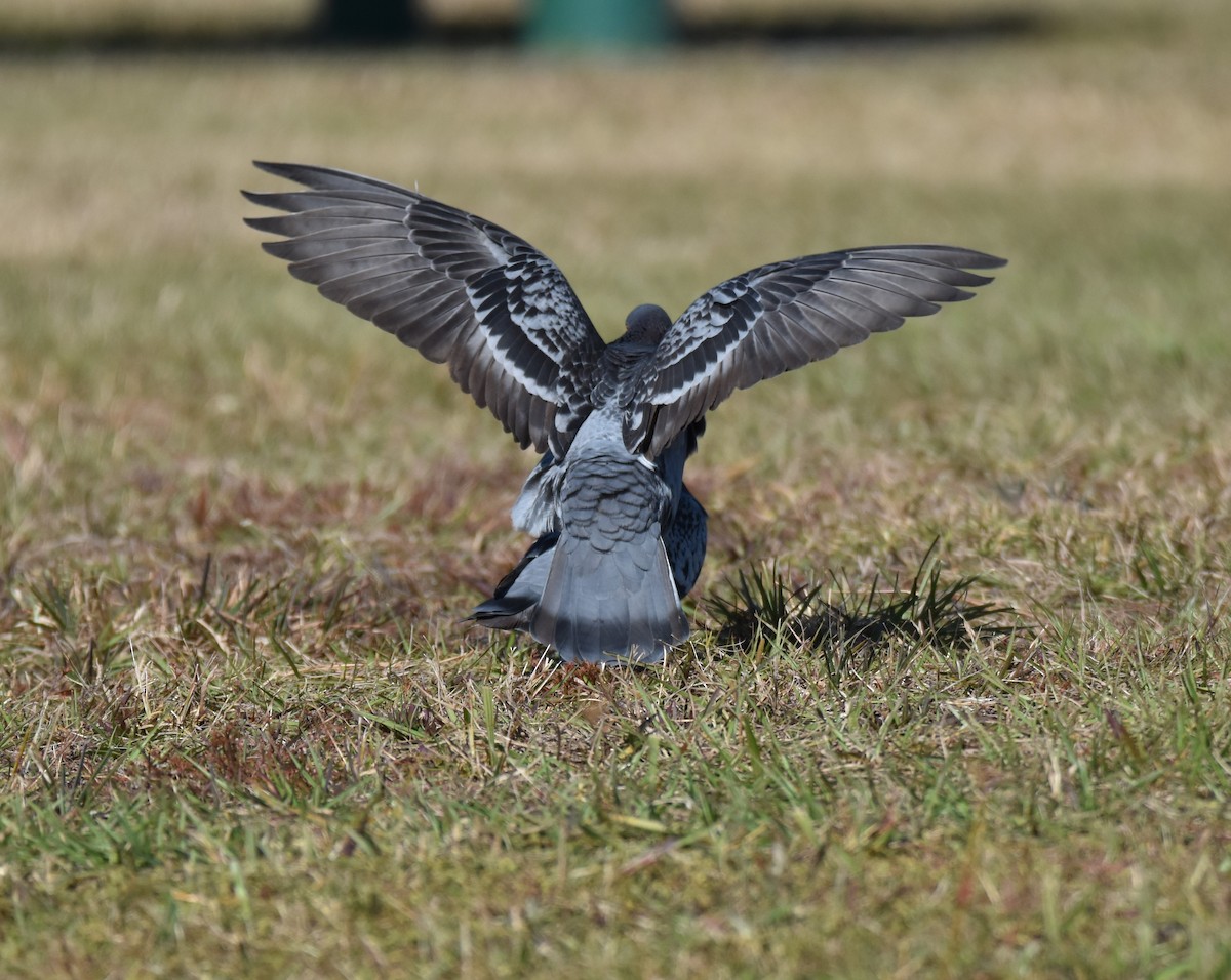 Rock Pigeon (Feral Pigeon) - Thomas Perchalski