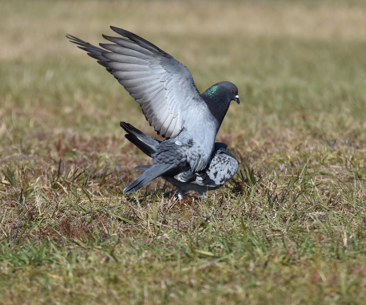 Rock Pigeon (Feral Pigeon) - Thomas Perchalski