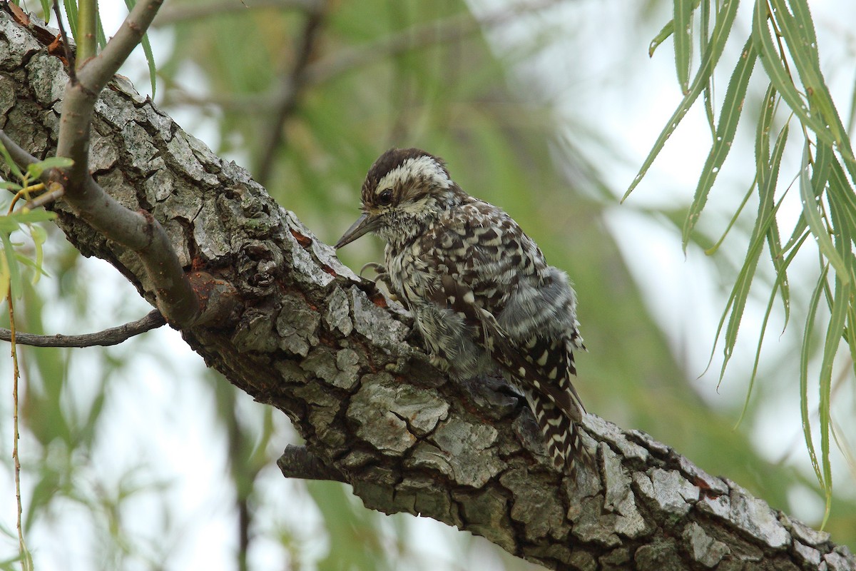 Checkered Woodpecker - Martjan Lammertink