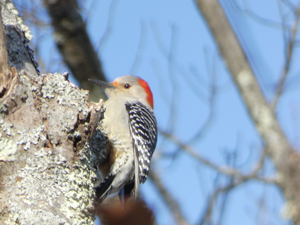 Red-bellied Woodpecker - ML82872651