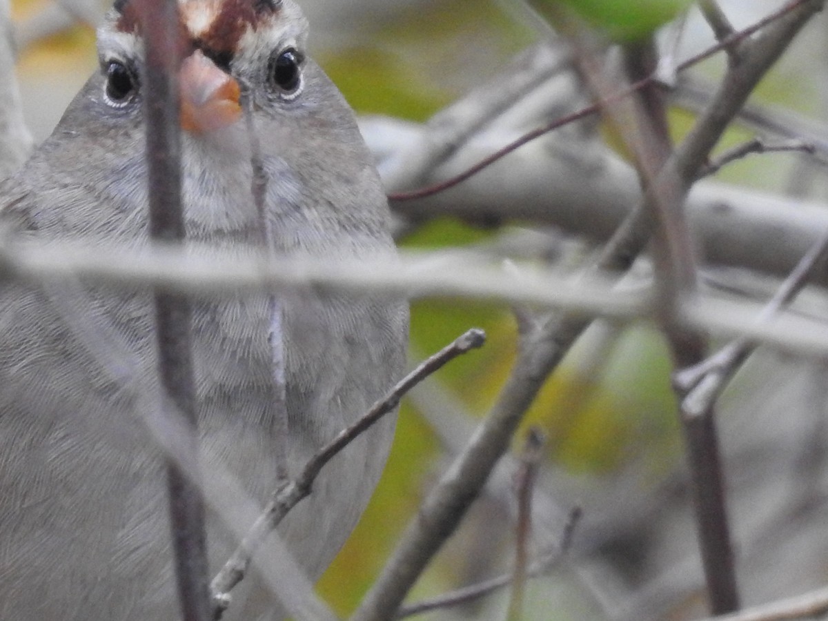 White-crowned Sparrow - ML82876271