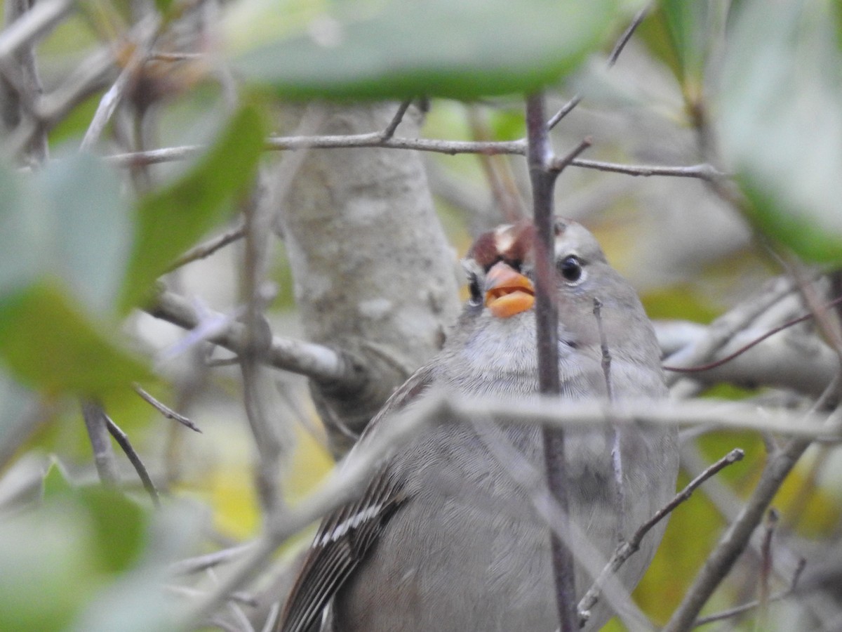 White-crowned Sparrow - ML82876291