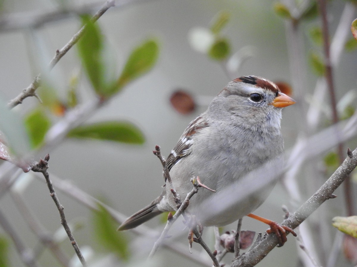 White-crowned Sparrow - ML82876681