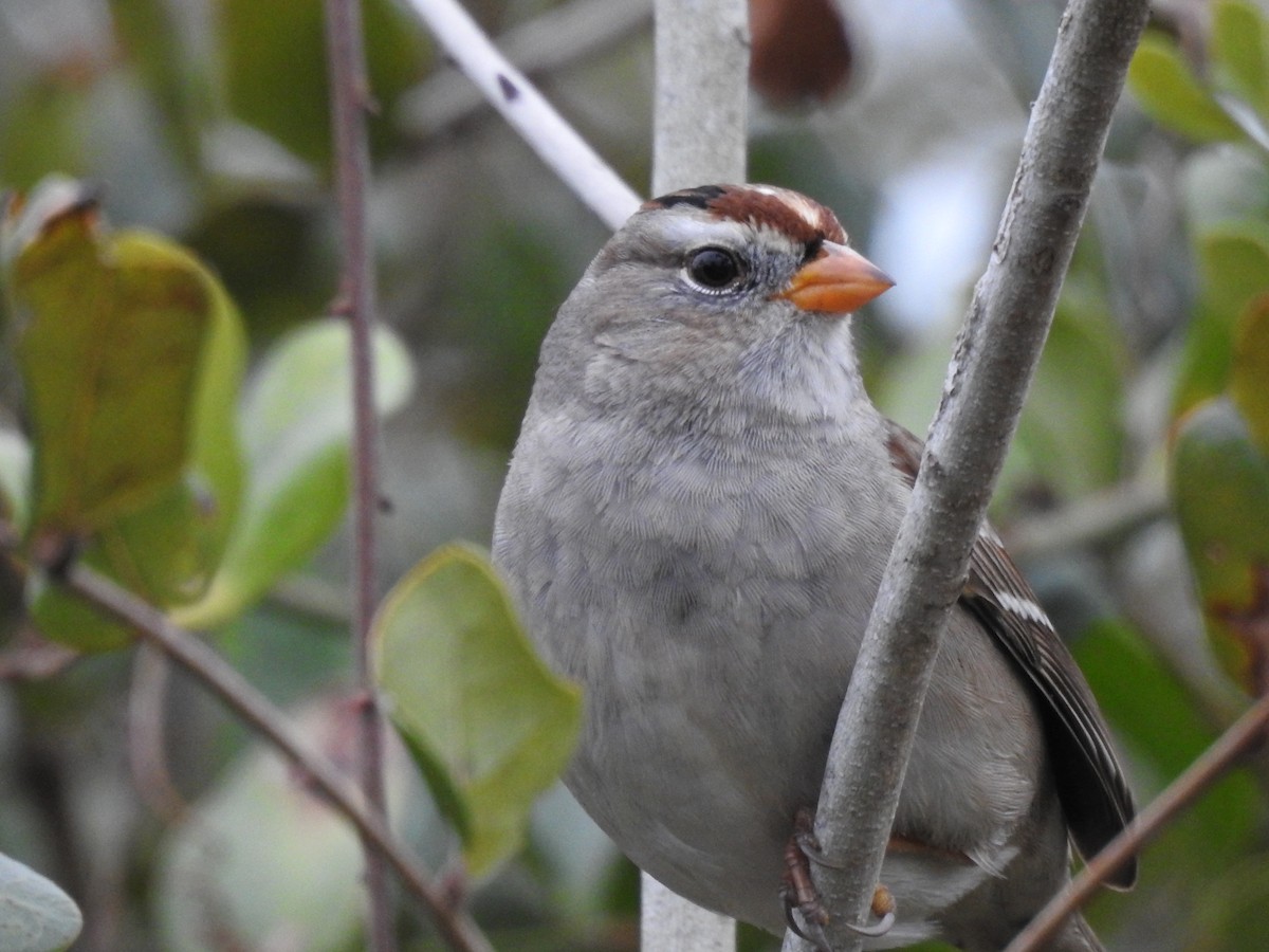 White-crowned Sparrow - ML82876761