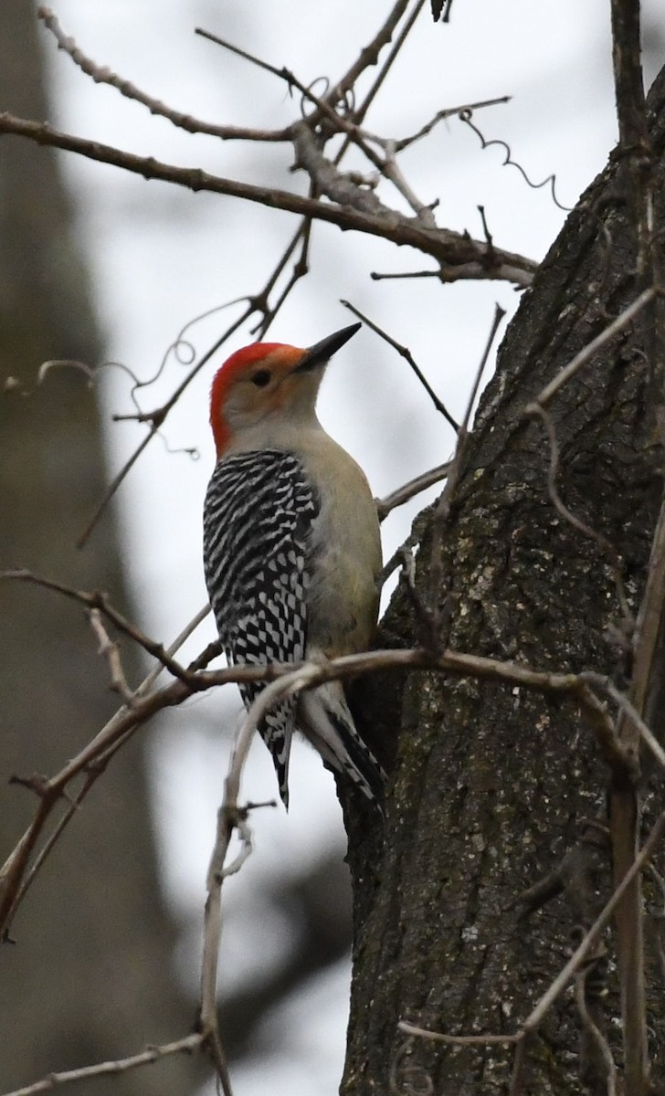 Red-bellied Woodpecker - ML82877011