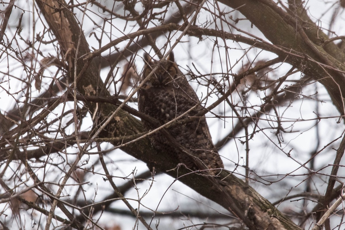 Great Horned Owl - ML82879641