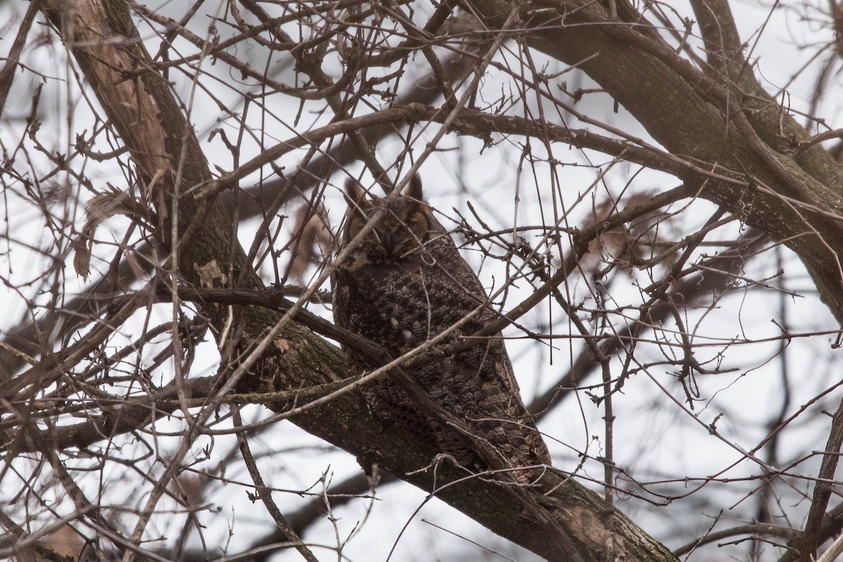 Great Horned Owl - ML82879891