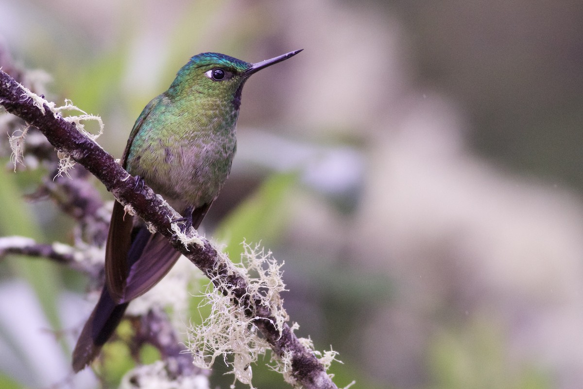 Long-tailed Sylph - ML82886371