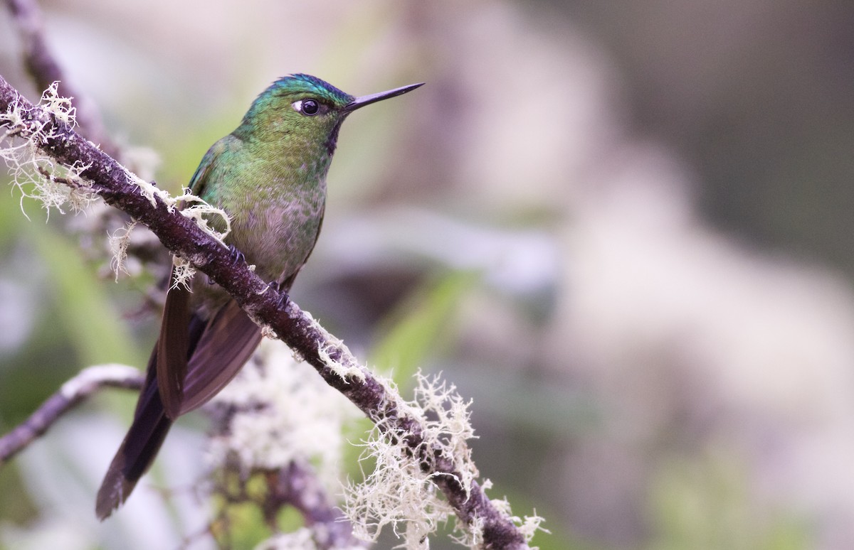 Long-tailed Sylph - ML82886411