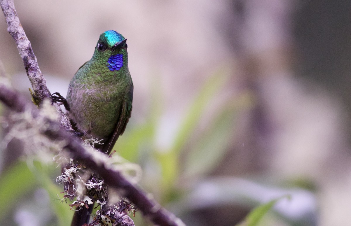 Long-tailed Sylph - ML82886581