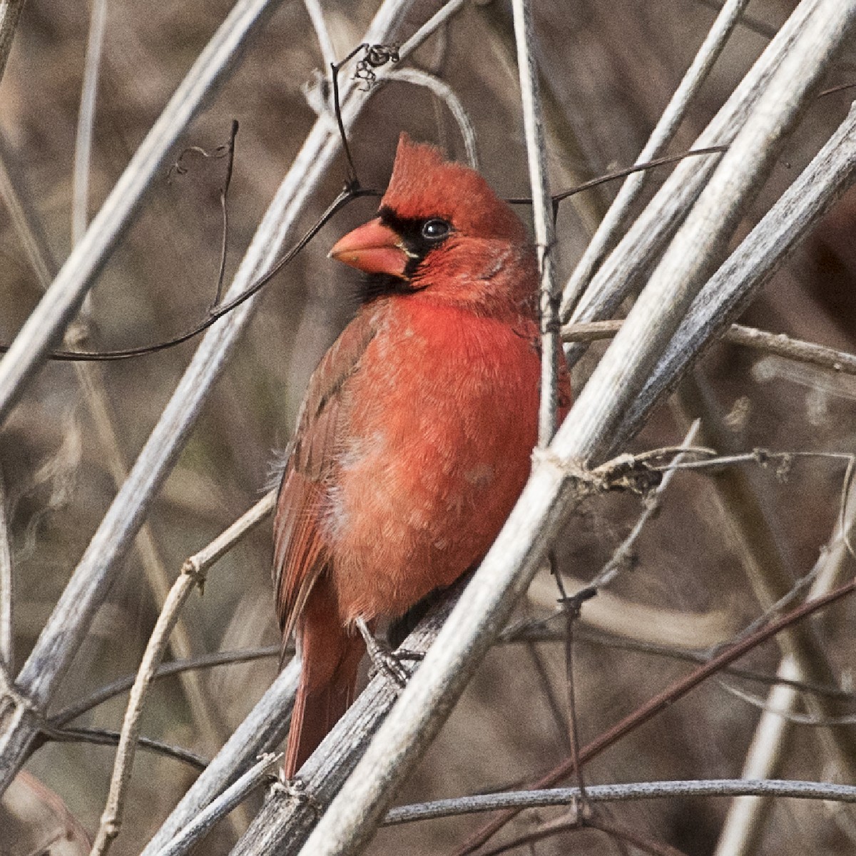 Northern Cardinal - Penelope Bauer