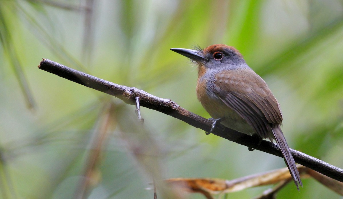 Rufous-capped Nunlet - Alex Wiebe