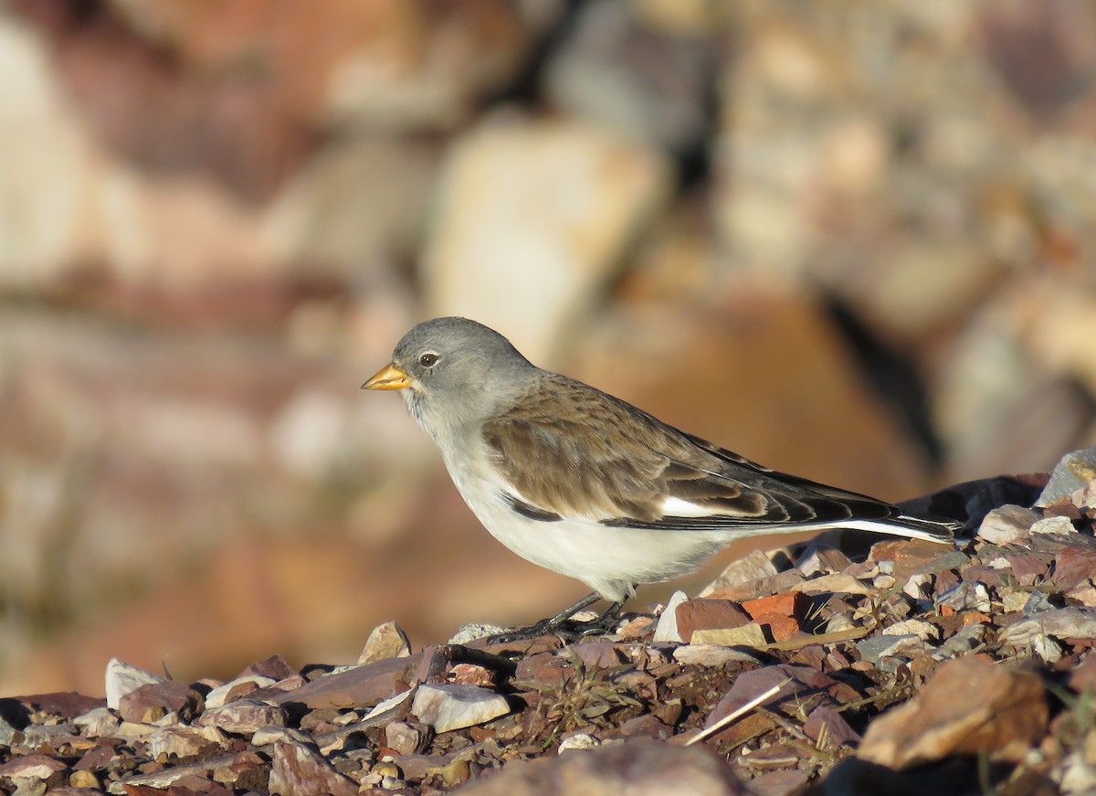 White-winged Snowfinch - ML82889771