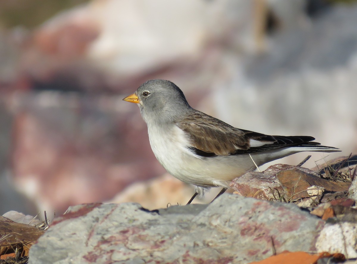 White-winged Snowfinch - ML82889781
