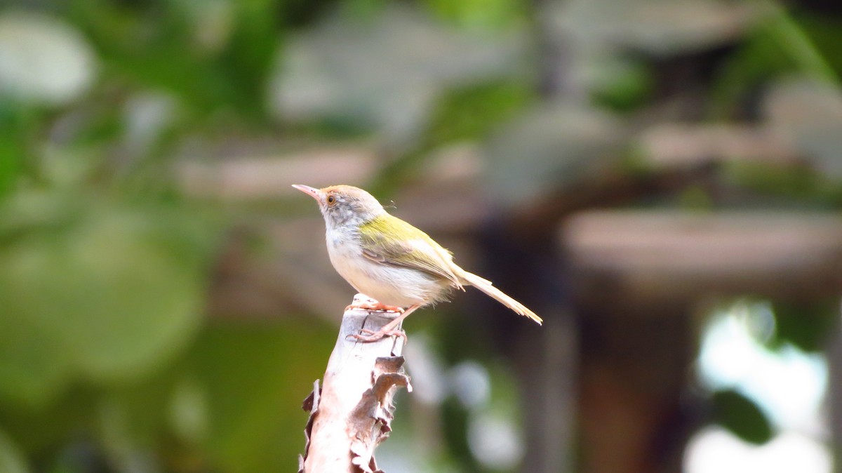 Common Tailorbird - ML82891671