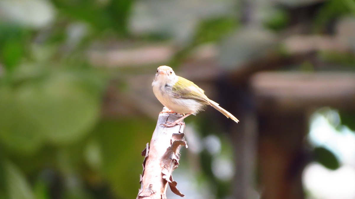Common Tailorbird - ML82891681