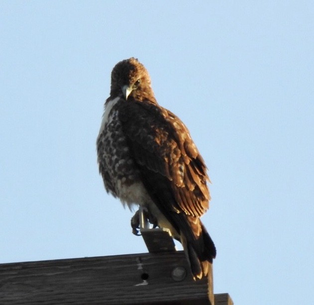 Red-tailed Hawk - ML82894231