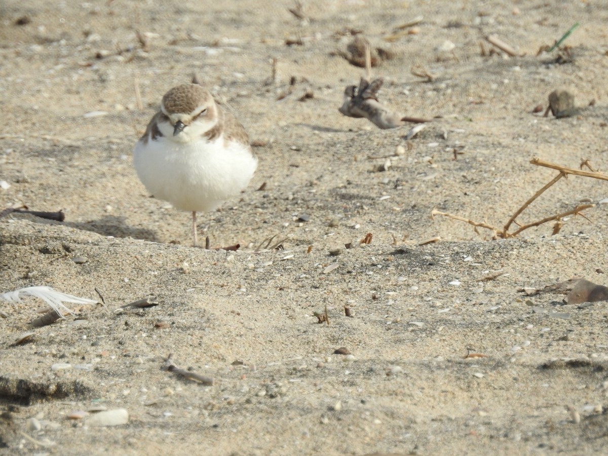 Snowy Plover - Bruce Hoover