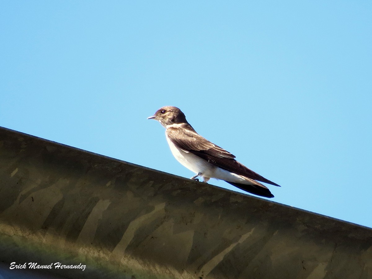 Northern Rough-winged Swallow - Erick Hernandez