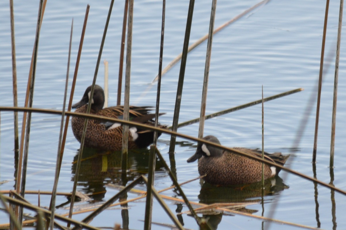 Blue-winged Teal - ML82898391