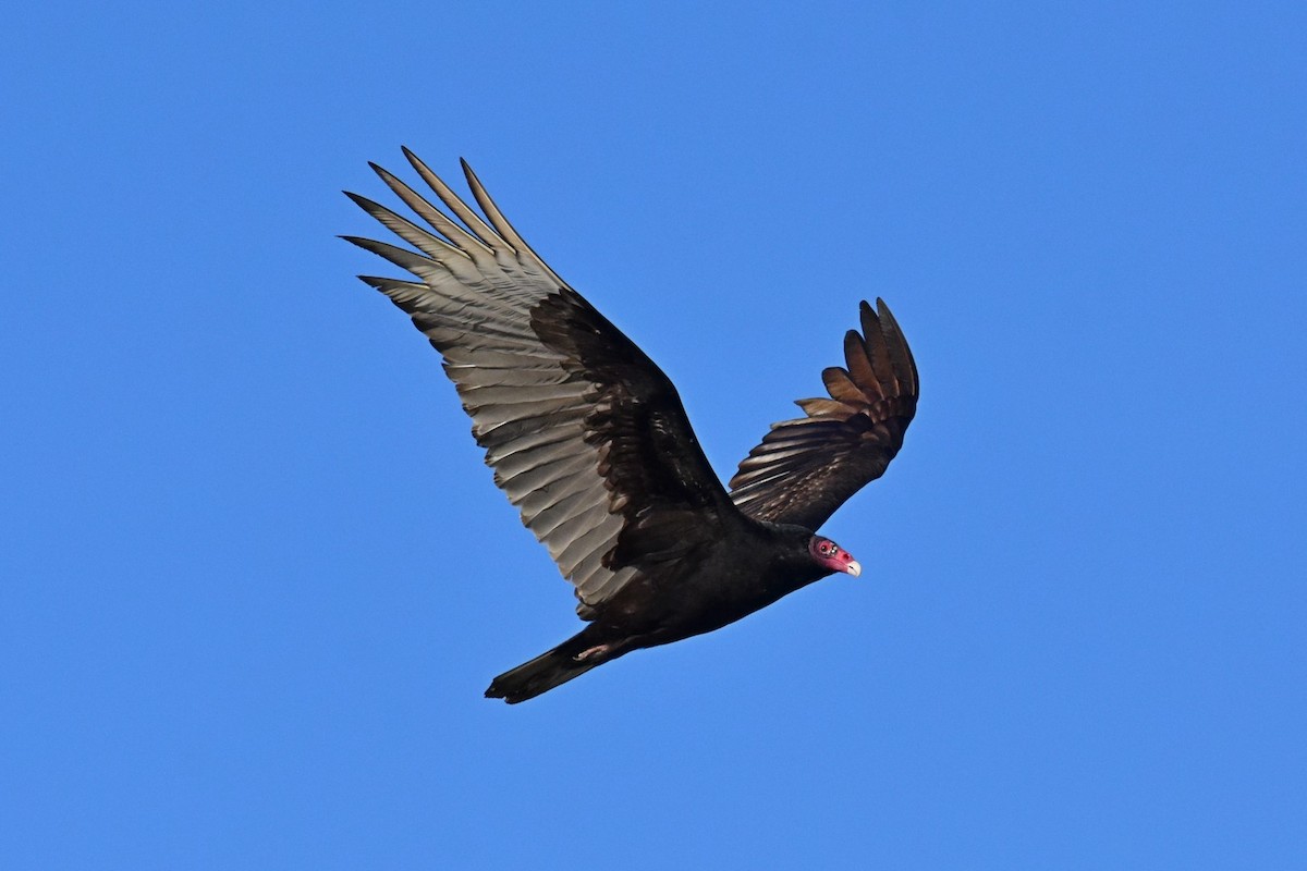 Turkey Vulture - Joel Trick