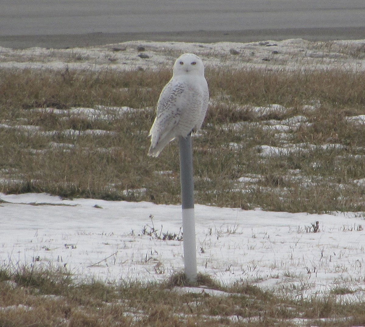 Snowy Owl - ML82899951