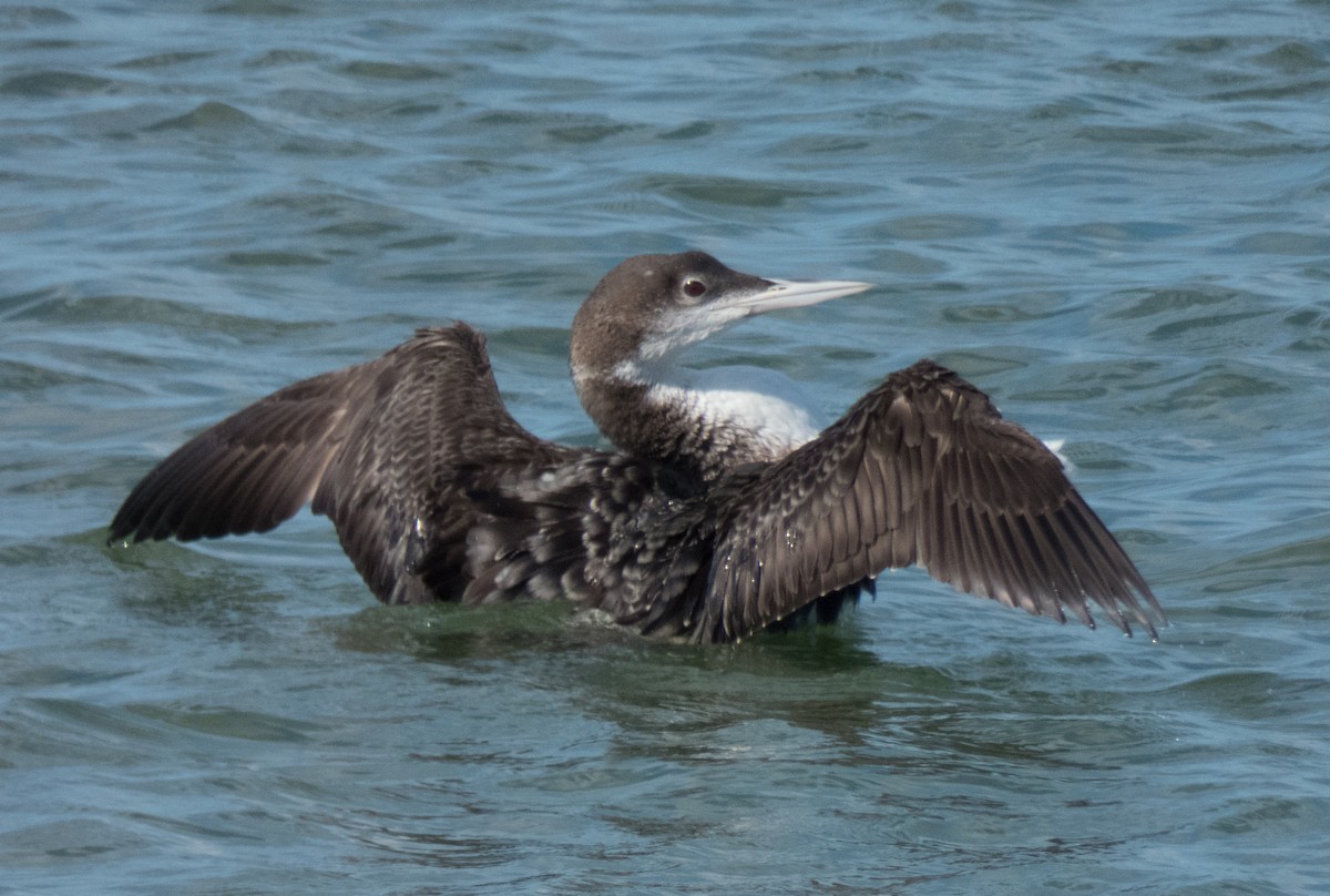 Common Loon - Kevin Palmer