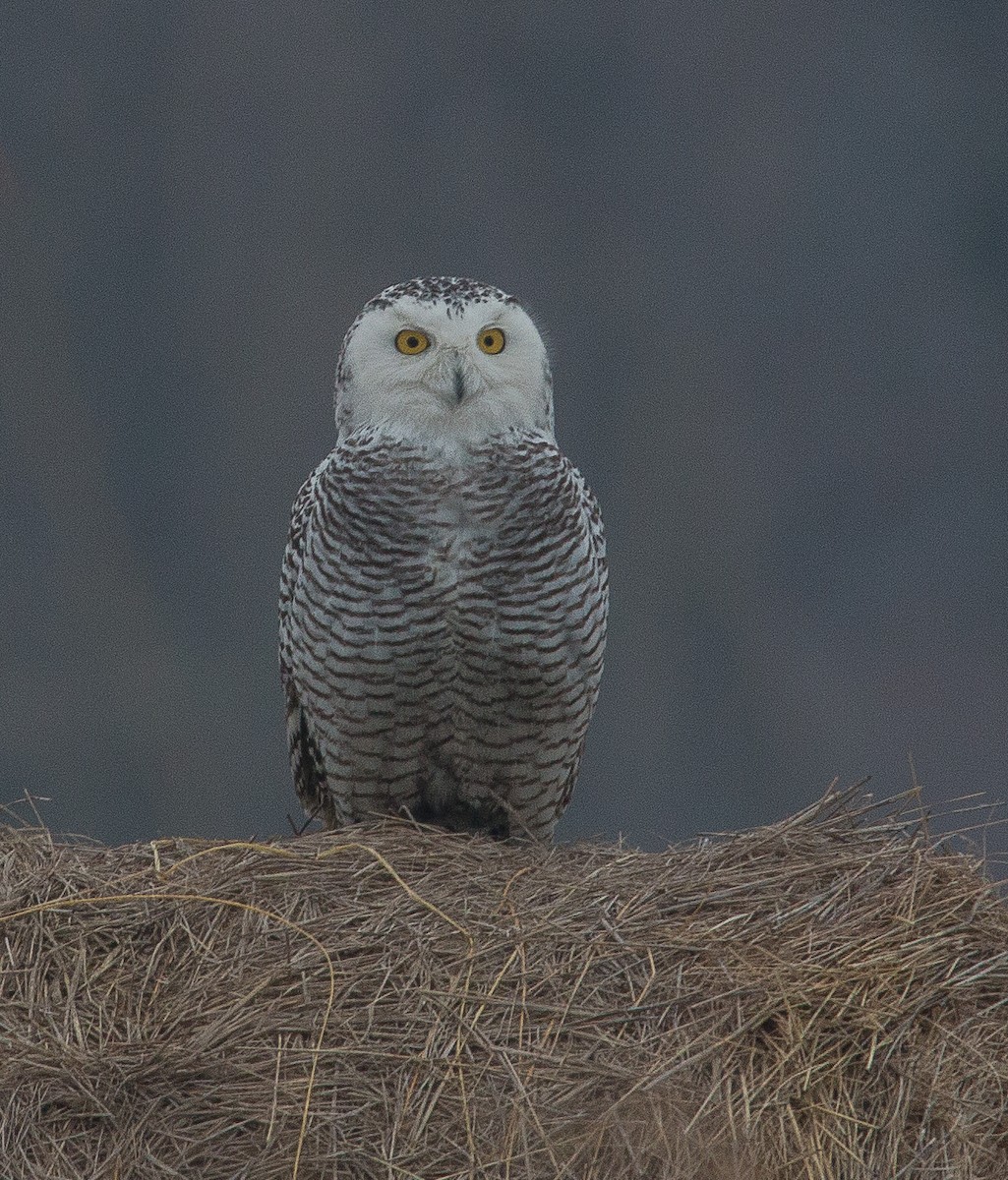 Snowy Owl - ML82906821