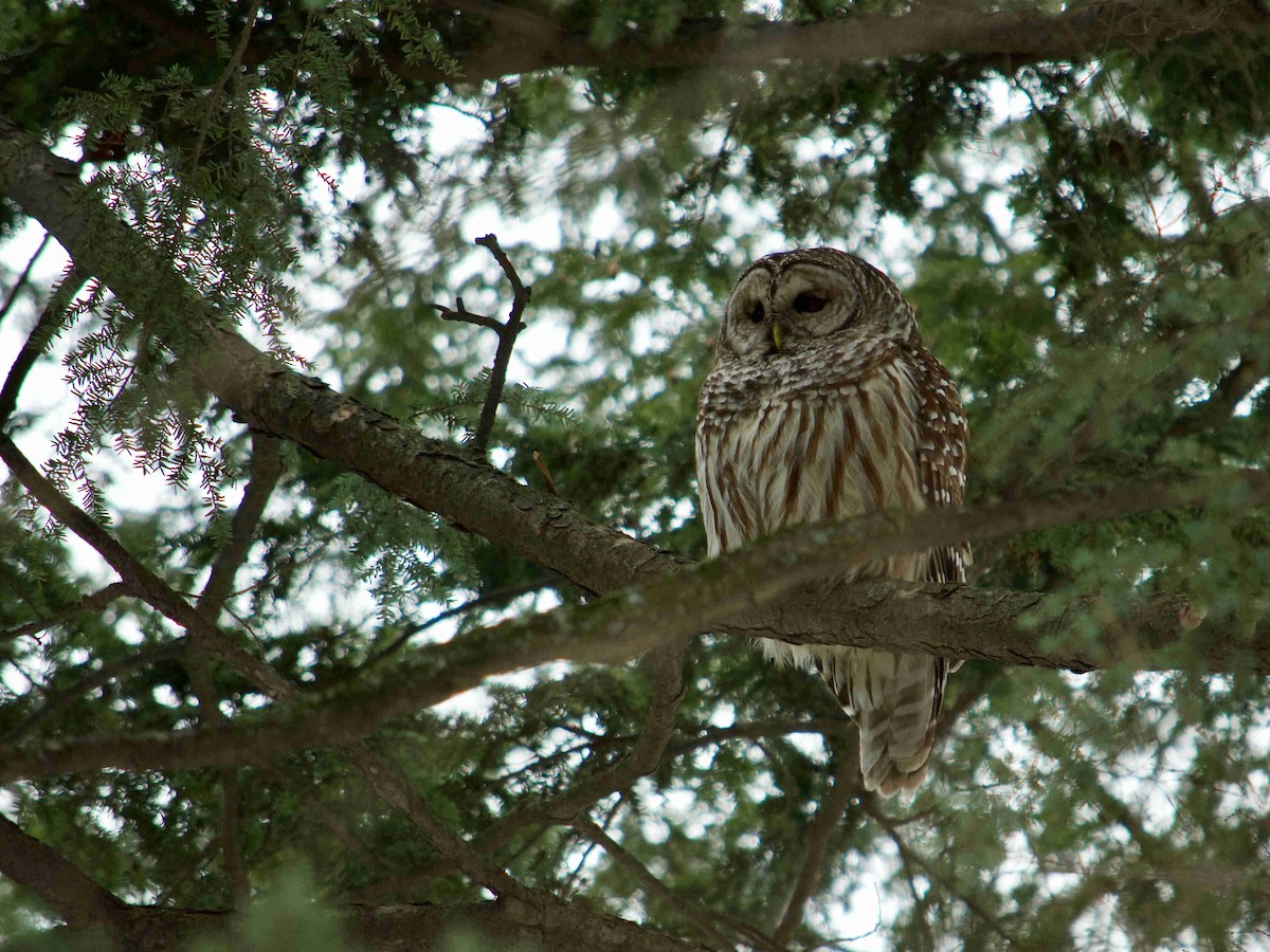 Barred Owl - Vincent Marcoux