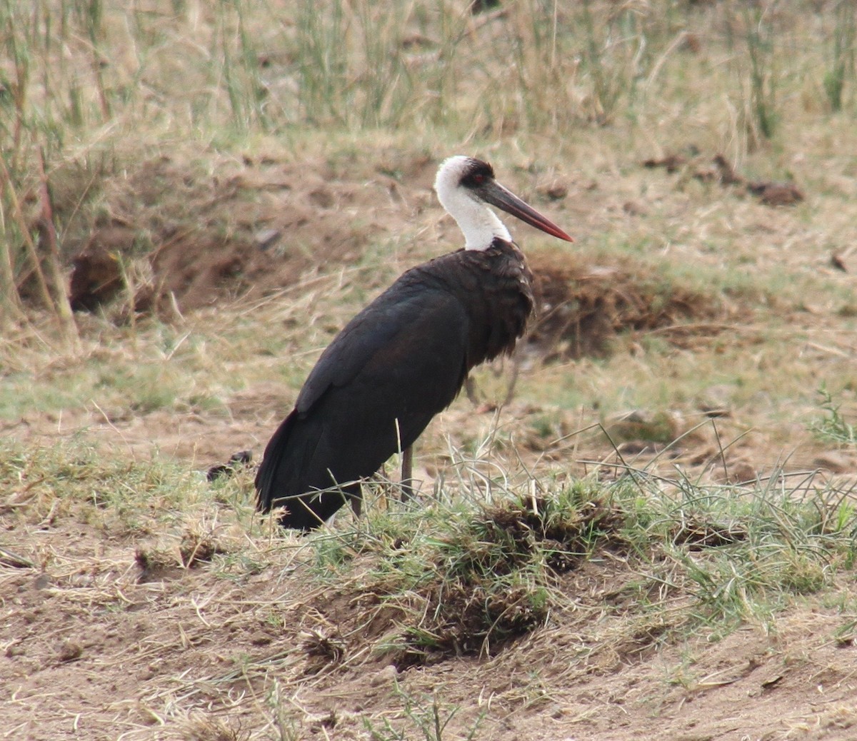 African Woolly-necked Stork - Kelly Siderio