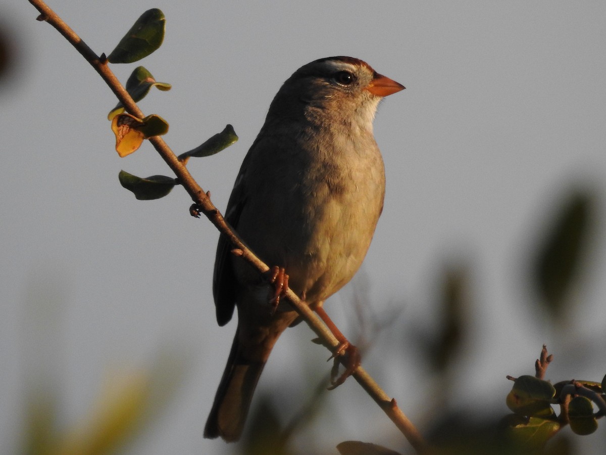 White-crowned Sparrow - ML82912111