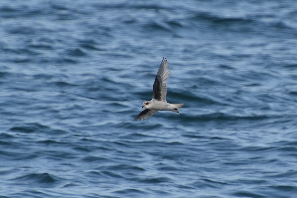 Fork-tailed Storm-Petrel - ML82914081