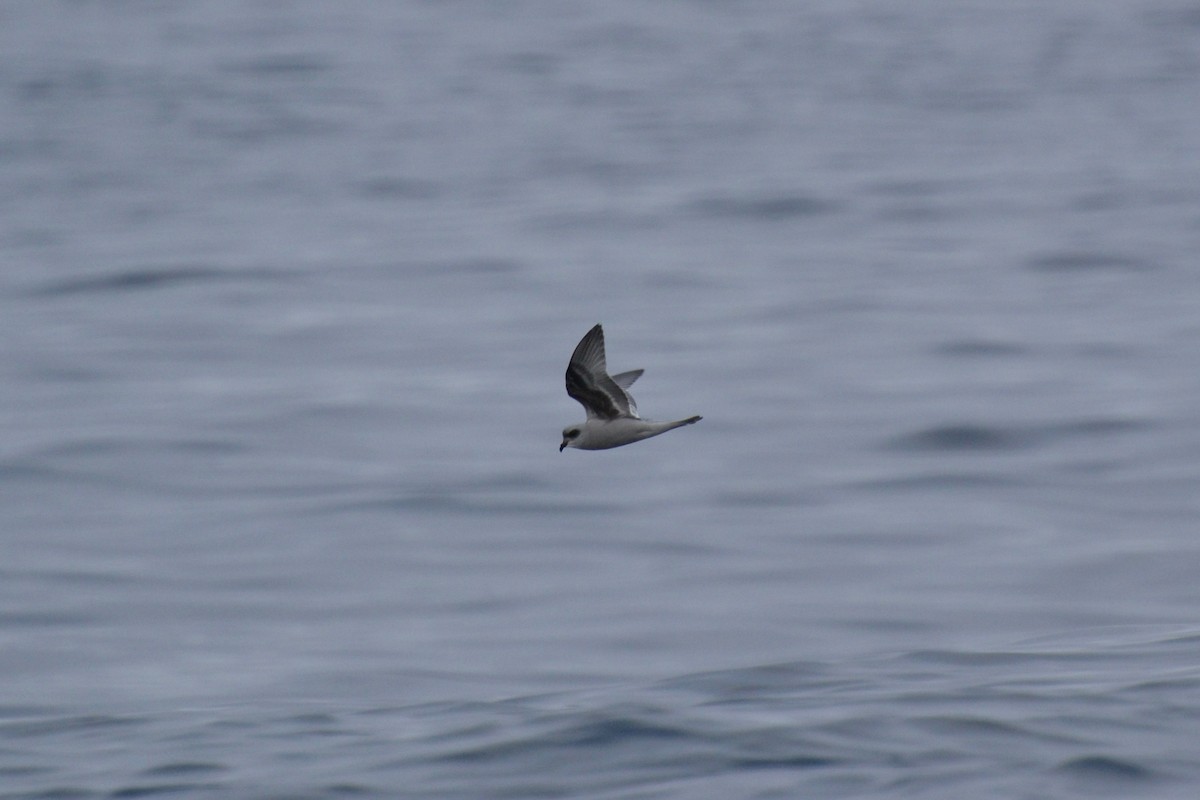 Fork-tailed Storm-Petrel - ML82914121