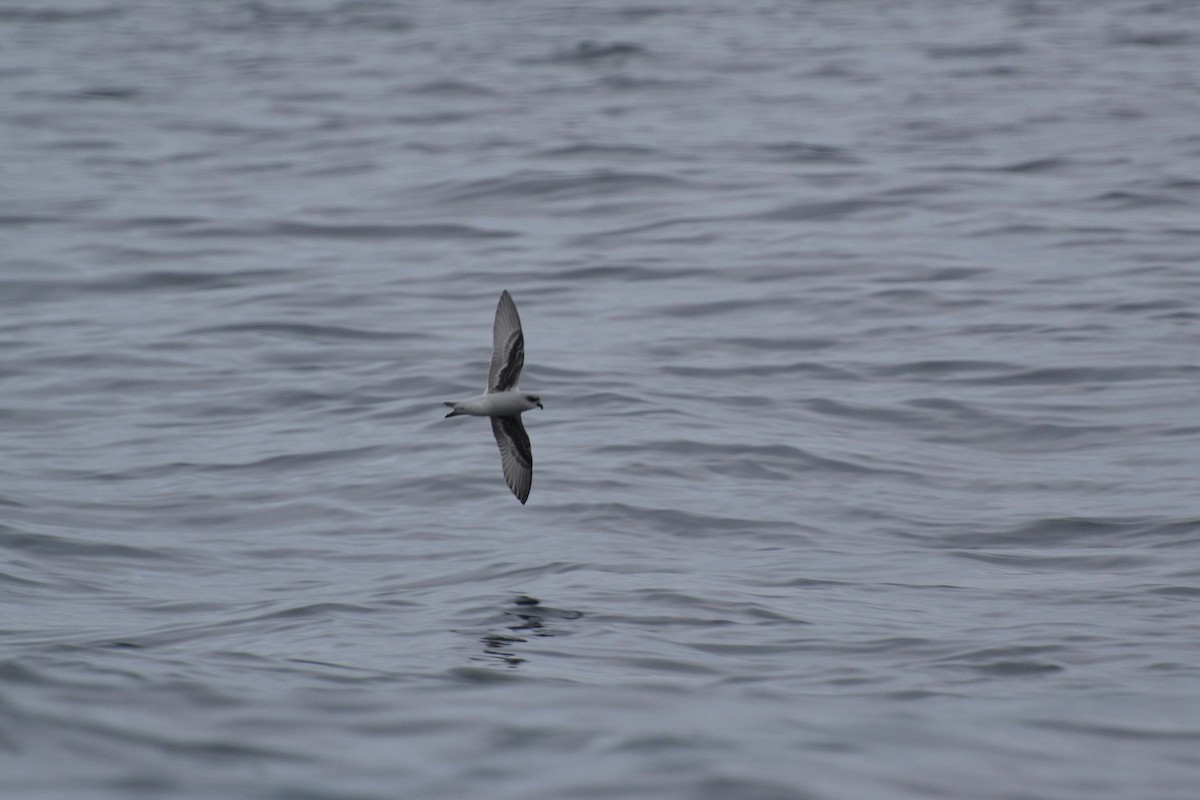 Fork-tailed Storm-Petrel - ML82914131