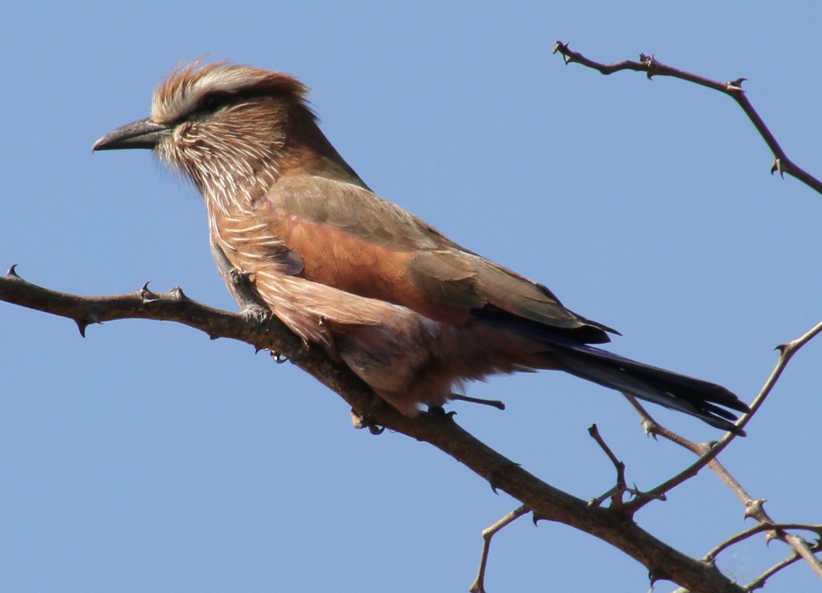 Rufous-crowned Roller - Kelly Siderio
