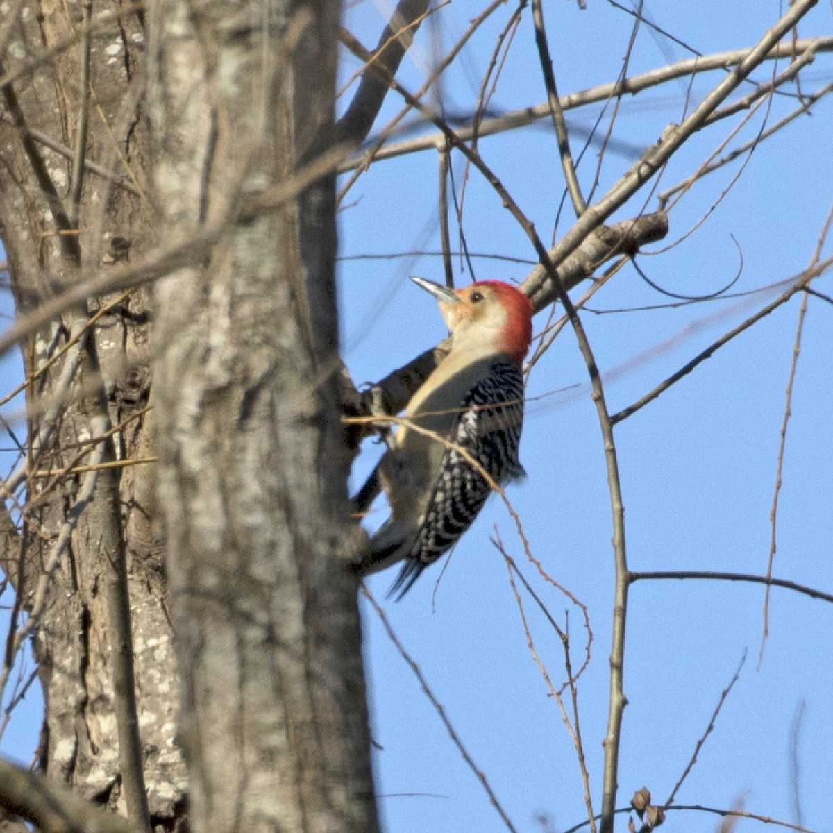 Red-bellied Woodpecker - Penelope Bauer