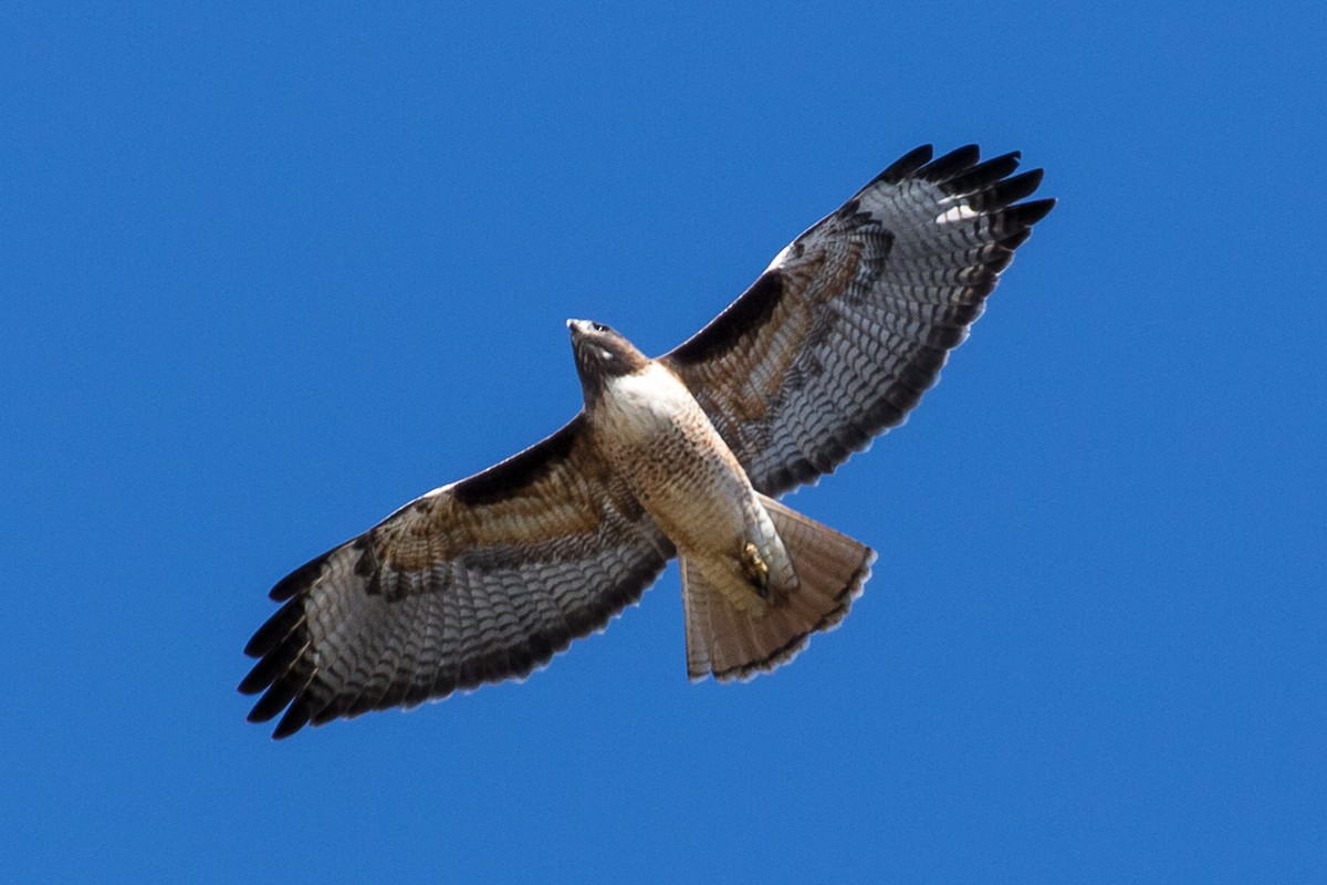 Red-tailed Hawk - ML82916051