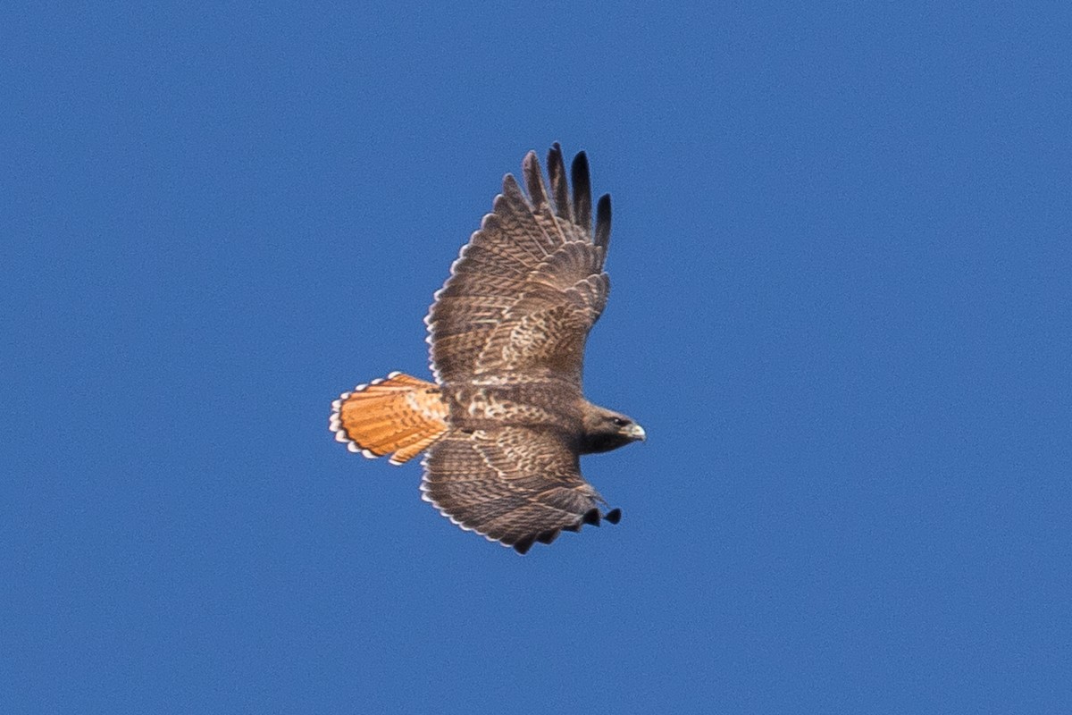 Red-tailed Hawk - ML82916071