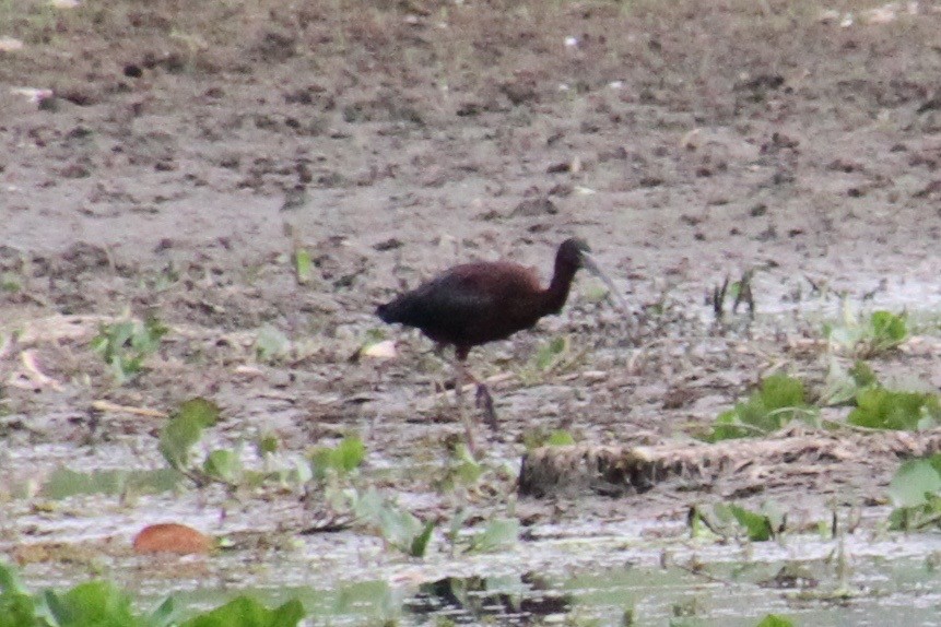 Glossy Ibis - Kelly Siderio