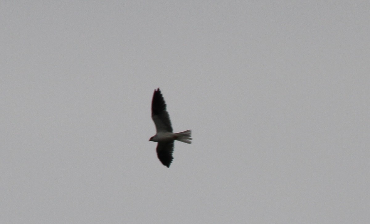 White-tailed Kite - Kelly Siderio