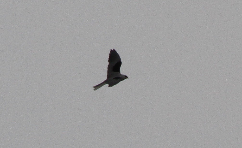 White-tailed Kite - ML82922821
