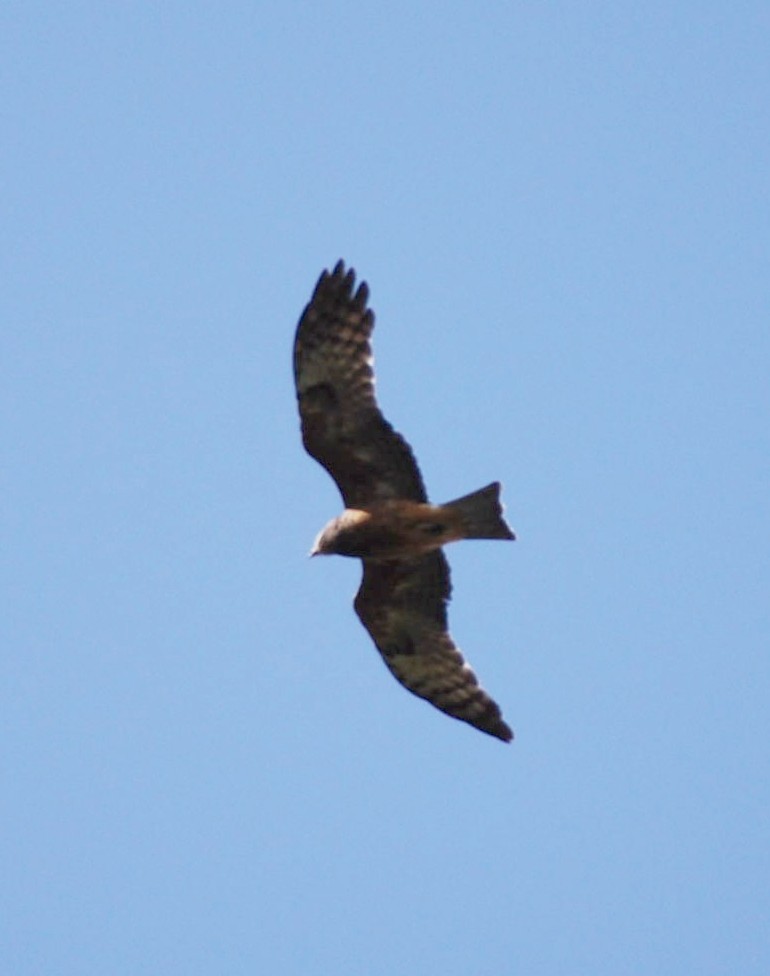 Square-tailed Kite - ML82922831