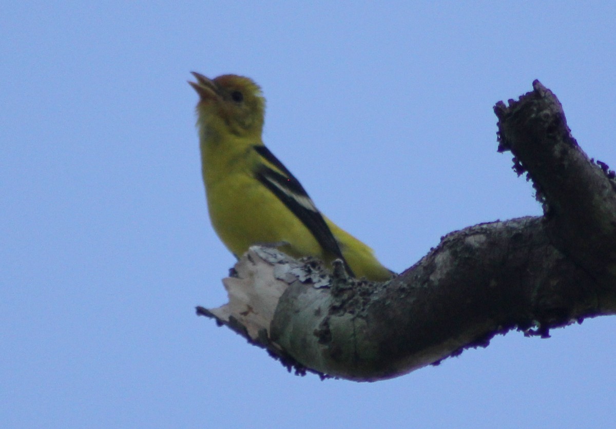 Western Tanager - ML82923331